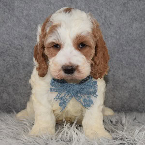 Cockapoo puppies for sale in MA