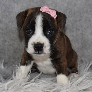bojack puppies for sale in NJ