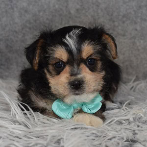 Morkie puppies for sale in RI