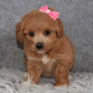 jackapoo puppies for Sale in NJ