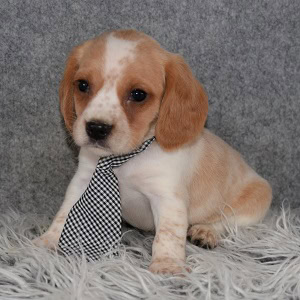 Beagle mix puppies for Sale