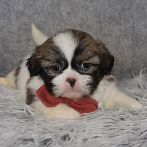 Shih Tzu puppies for sale in PA
