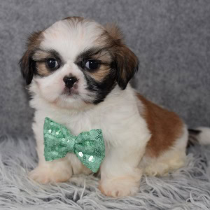 Shih Tzu puppies for sale in MD